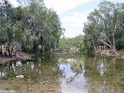 Australian Frog Habitat
