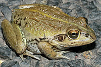green striped frog