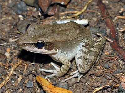 Frog

Adult, Queensland, AustraliaHabitat, Queensland, Australia