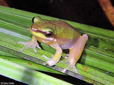 Australian Frog