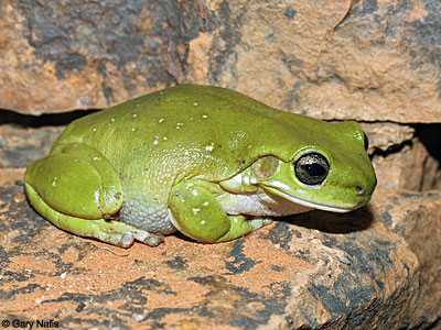 Australian Frog
