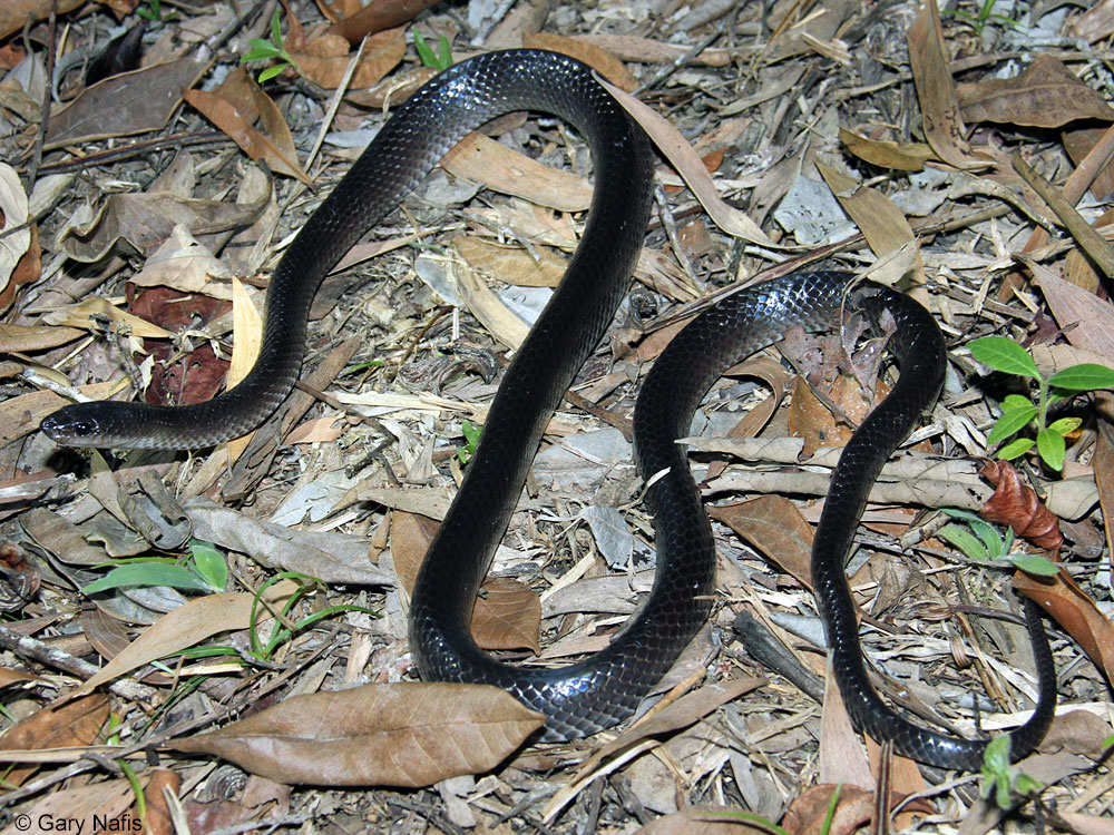 Slaty-grey Snake - Stegonotus cucullatus