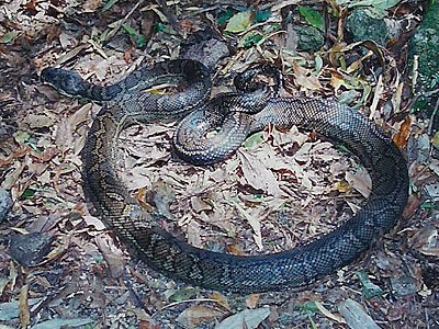 snake