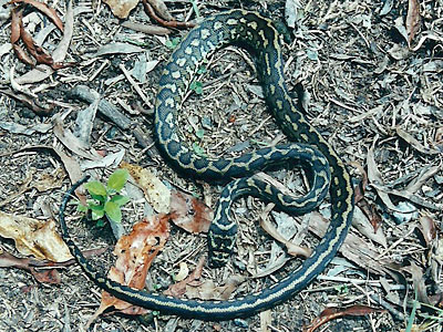 snake