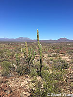 Baja California Treefrog habitat