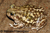 Red-spotted Toad 