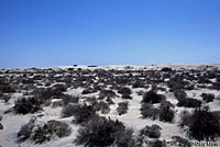 Baja California Whiptail habitat