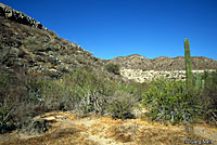 Carmen Island Zebra-tailed Lizard habitat