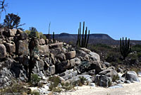 Baja California Brush Lizard habitat