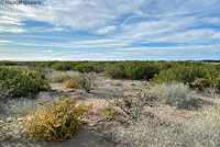 Desert Iguana habitat