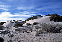 Baja California Whiptail habitat