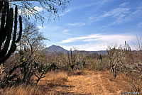 Zebra-tailed Lizard habitat