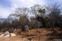 Cape Spiny-tailed Iguana habitat