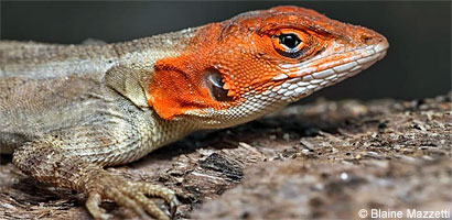 Cape Spiny-tailed Iguana