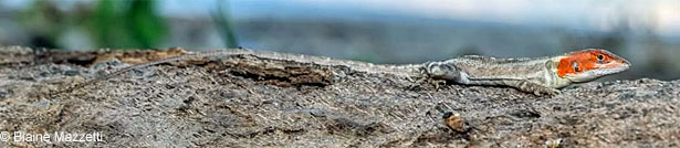 Cape Spiny-tailed Iguana