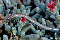 Baja California Legless Lizard