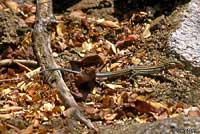 Orange-throated Whiptail