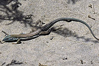 Baja California Whiptail