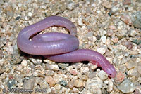 Five-toed Worm Lizard