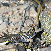 Side-blotched Lizard