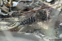Side-blotched Lizard