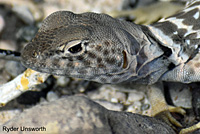 Side-blotched Lizard