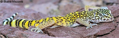 Side-blotched Lizard