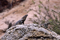 Cape Spiny-tailed Iguana