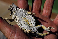 Cape Horned Lizard