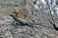 San Lucan Banded Rock Lizard
