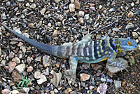 san lucan banded rock lizard