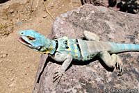San Lucan Banded Rock Lizard