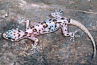 san lucan leaf-toed gecko