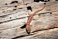 San Lucan Leaf-toed Gecko