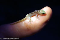 San Lucan Leaf-toed Gecko