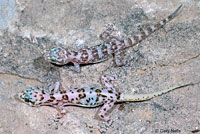 Cape Leaf-toed Gecko