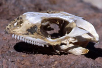 chuck skull
