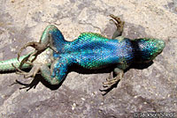 Hunsaker's Spiny Lizard
