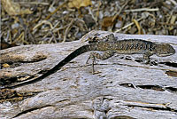 Black-tailed Brush Lizard