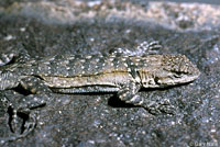 Black-tailed Brush Lizard