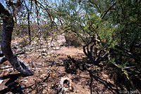Red Diamond Rattlesnake habitat