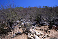 Baja California Coachwhip habitat