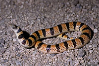 Sand Snake