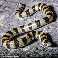 Sand Snake