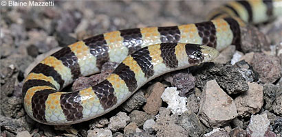 Sand Snake
