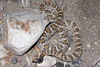 Baja California Rattlesnake 