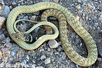 Baja California Gopher Snake