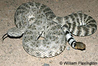 San Lucan Speckled Rattlesnake