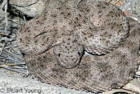 San Lucan Speckled Rattlesnake