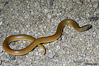 Sand Snake